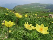 70 Pulsatilla alpina sulphurea (Anemone sulfureo) sul sent. 109A con vista sui Piani
